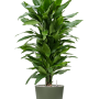 Dracaena fragrans 'Janet Lind' în Greenville