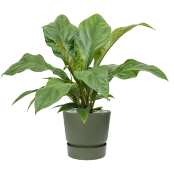 Anthurium elipticum „Jungle Bush” în Greenville