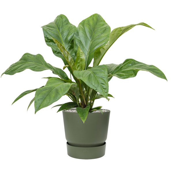 Anthurium elipticum „Jungle Bush” în Greenville