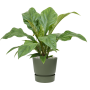 Anthurium elipticum „Jungle Bush” în Greenville
