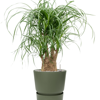 Beaucarnea recurvata în Greenville Beaucarnea recurvata în Greenville