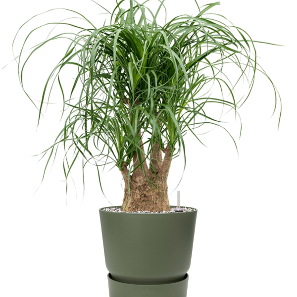 Beaucarnea recurvata în Greenville Beaucarnea recurvata în Greenville