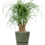 Beaucarnea recurvata în Greenville