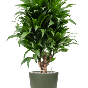 Dracaena fragrans 'Compacta' în Greenville Dracaena fragrans 'Compacta' în Greenville