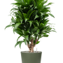 Dracaena fragrans 'Compacta' în Greenville
