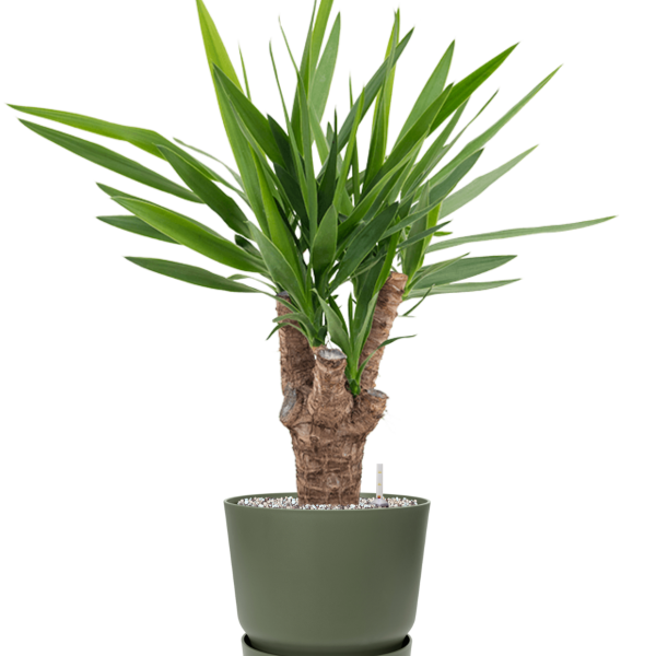 Yucca elephantipes în Greenville