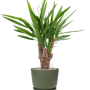 Yucca elephantipes în Greenville