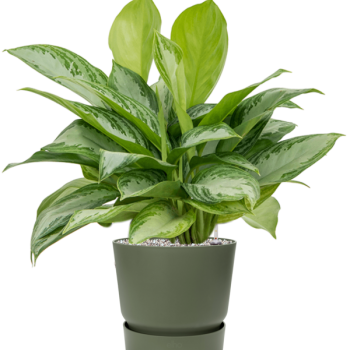 Aglaonema „Silver Bay” în Greenville