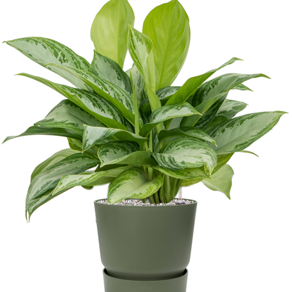 Aglaonema „Silver Bay” în Greenville Aglaonema „Silver Bay” în Greenville