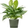 Aglaonema „Silver Bay” în Greenville