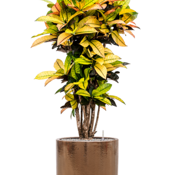 Croton (Codiaeum) variegatum 'Mrs. Iceton' în ghiveci cilindric