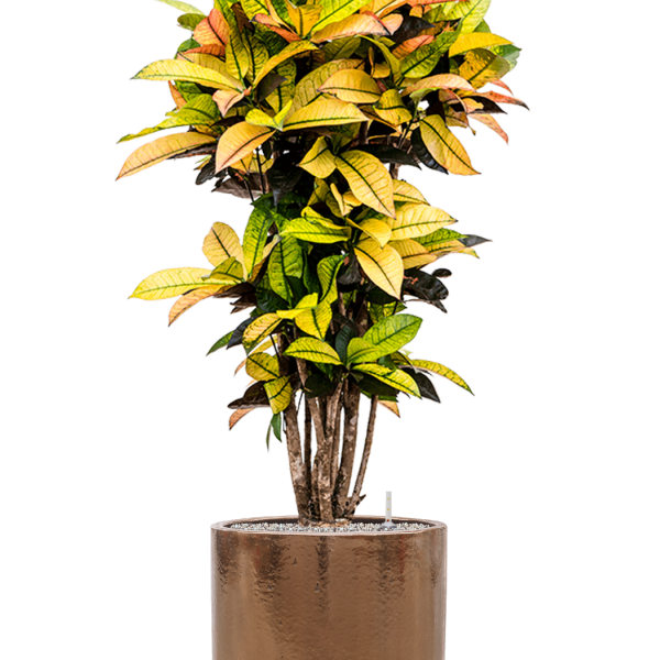 Croton (Codiaeum) variegatum 'Mrs. Iceton' în ghiveci cilindric