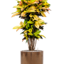 Croton (Codiaeum) variegatum 'Mrs. Iceton' în ghiveci cilindric