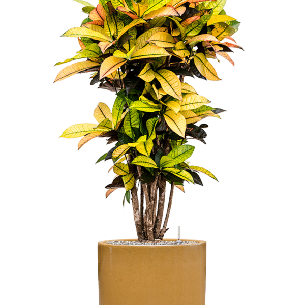 Croton (Codiaeum) variegatum 'Mrs. Iceton' în ghiveci cilindric
