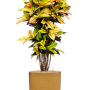 Croton (Codiaeum) variegatum 'Mrs. Iceton' în ghiveci cilindric