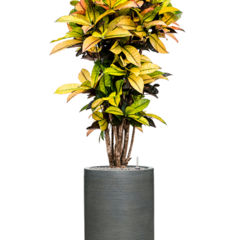 Croton variegatum 'Mrs. Iceton' cu frunze ondulate orizontal Croton variegatum 'Mrs. Iceton' cu frunze ondulate orizontal
