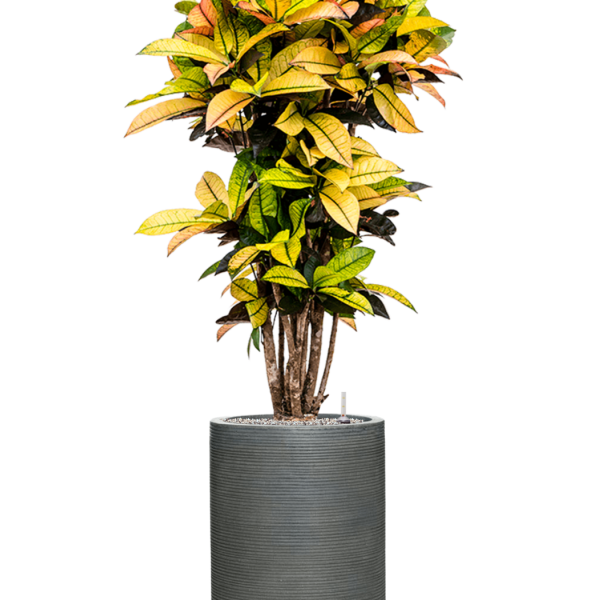 Croton variegatum 'Mrs. Iceton' cu frunze ondulate orizontal Croton variegatum 'Mrs. Iceton' cu frunze ondulate orizontal