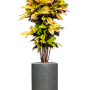 Croton variegatum 'Mrs. Iceton' cu frunze ondulate orizontal