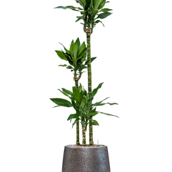 Dracaena fragrans 'Burundii' în colecția Baq Opus Hit Dracaena fragrans 'Burundii' în colecția Baq Opus Hit