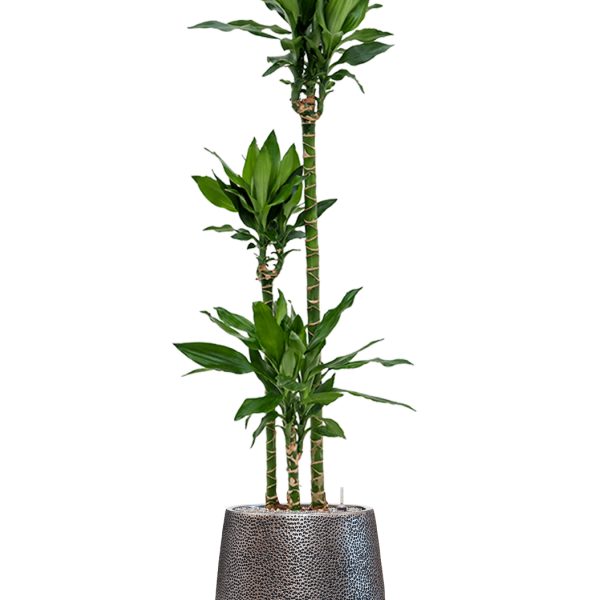 Dracaena fragrans 'Burundii' în colecția Baq Opus Hit Dracaena fragrans 'Burundii' în colecția Baq Opus Hit