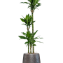 Dracaena fragrans 'Burundii' în colecția Baq Opus Hit
