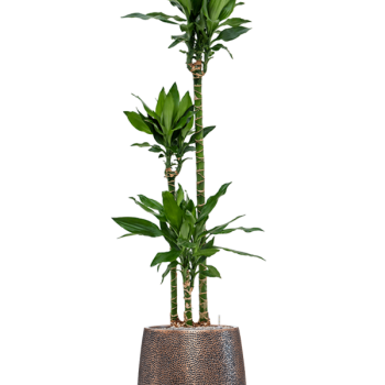 Dracaena fragrans 'Burundii' în colecția Baq Opus Hit Dracaena fragrans 'Burundii' în colecția Baq Opus Hit