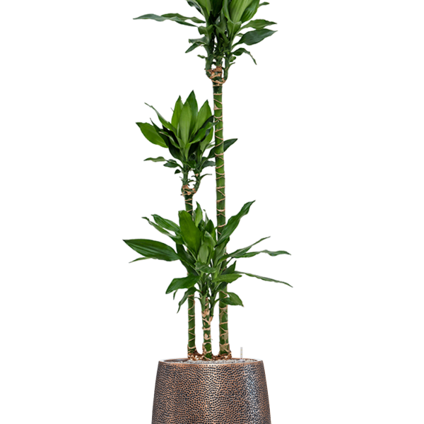 Dracaena fragrans 'Burundii' în colecția Baq Opus Hit Dracaena fragrans 'Burundii' în colecția Baq Opus Hit