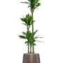 Dracaena fragrans 'Burundii' în colecția Baq Opus Hit