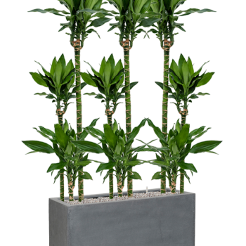 Dracaena fragrans 'Burundii' în Fiberstone Dracaena fragrans 'Burundii' în Fiberstone