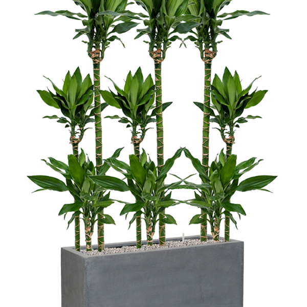 Dracaena fragrans 'Burundii' în Fiberstone