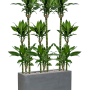 Dracaena fragrans 'Burundii' în Fiberstone