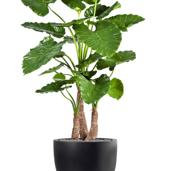 Alocasia calidora în Fiberstone Alocasia calidora în Fiberstone