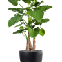 Alocasia calidora în Fiberstone