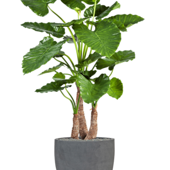 Alocasia calidora în Fiberstone