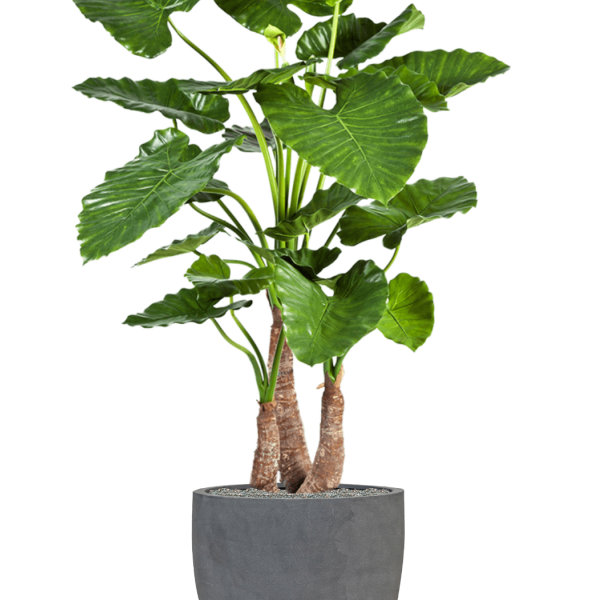 Alocasia calidora în Fiberstone Alocasia calidora în Fiberstone