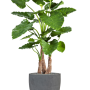 Alocasia calidora în Fiberstone