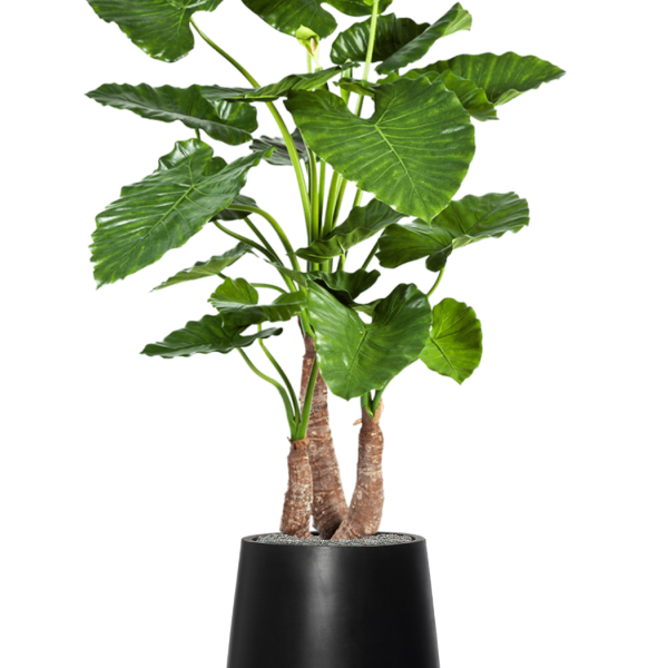 Alocasia calidora în Fiberstone Alocasia calidora în Fiberstone