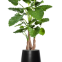 Alocasia calidora în Fiberstone