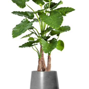 Alocasia calidora în Fiberstone