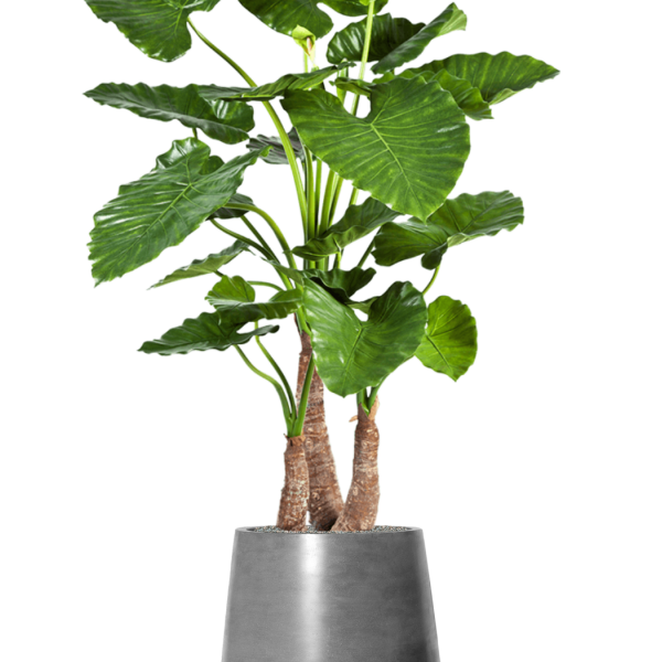 Alocasia calidora în Fiberstone