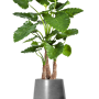 Alocasia calidora în Fiberstone