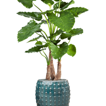 Alocasia calidora în Laos