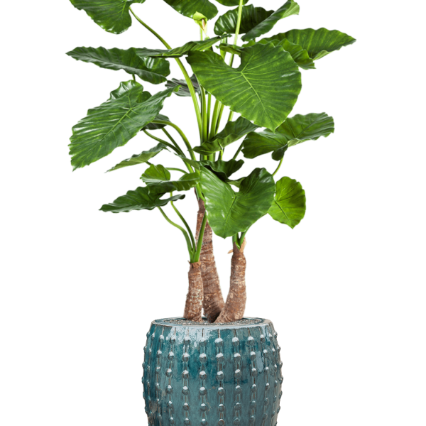 Alocasia calidora în Laos Alocasia calidora în Laos