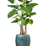 Alocasia calidora în Laos