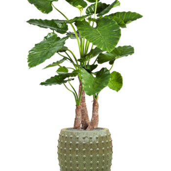 Alocasia calidora în Laos