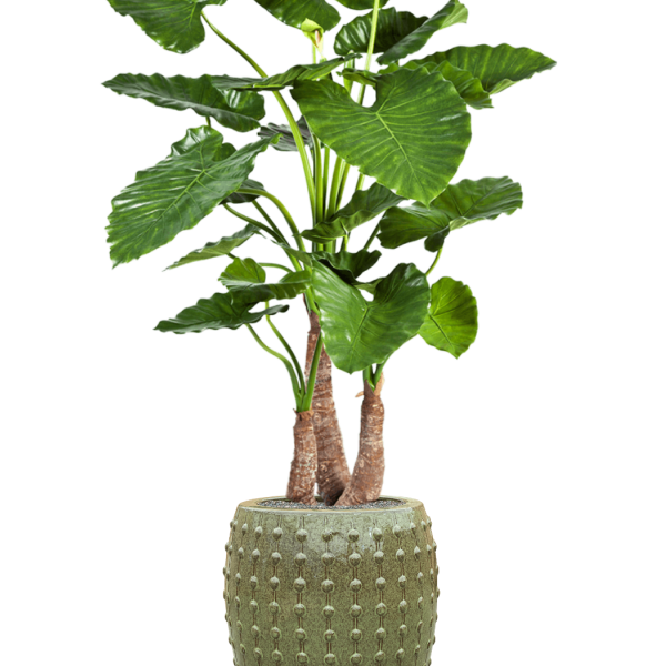 Alocasia calidora în Laos Alocasia calidora în Laos