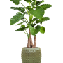 Alocasia calidora în Laos
