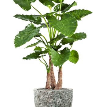 Alocasia calidora în Baq Lava