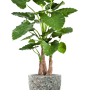 Alocasia calidora în Baq Lava