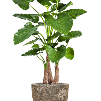 Alocasia calidora în Baq Lava